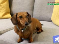 Thủ tục nhập cảnh chó mèo đi máy bay EVA Air về Việt Nam